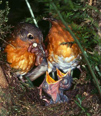 Zoothera gurneyi (Orange ground-thrush, Orange thrush) 