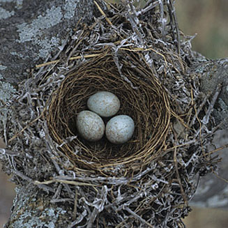 Turdus libonyanus (Kurrichane thrush)