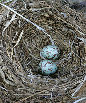 Turdus smithi (Karoo thrush)