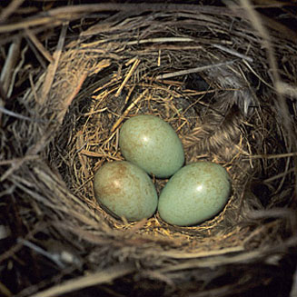 Saxicola torquatus (African stonechat)