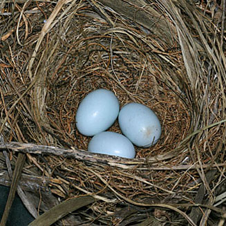 Cossypha caffra (Cape robin-chat, Cape robin)