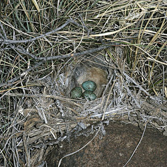 Cercotrichas coryphoeus (Karoo scrub-robin)