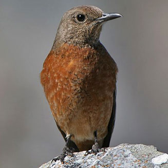 Monticola rupestris (Cape rock-thrush)
