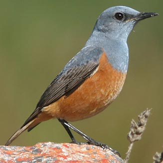 Monticola explorator (Sentinel rock-thrush)