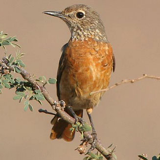 Monticola brevipes (Short-toed rock-thrush) 