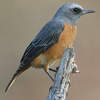 Monticola brevipes (Short-toed rock-thrush) 