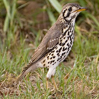 Psophocichla litsitsirupa (Groundscraper thrush) 