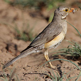 Turdus libonyanus (Kurrichane thrush) 