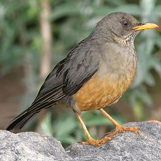 Turdus olivaceus (Olive thrush)