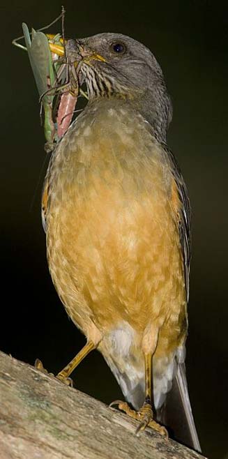 Turdus olivaceus (Olive thrush)