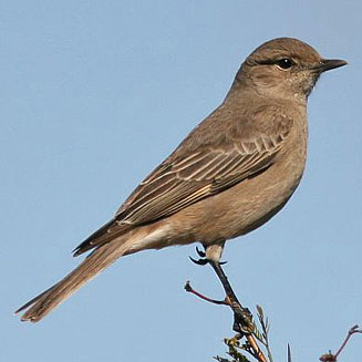 Bradornis infuscatus (Chat flycatcher) 