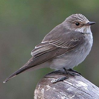 Muscicapa striata (Spotted flycatcher)