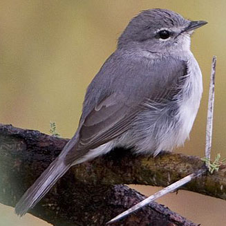 Muscicapa caerulescens (Ashy flycatcher, Blue-grey flycatcher)