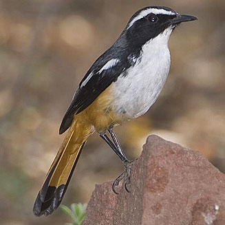 Cossypha humeralis (White-throated robin-chat, Whitethroated robin) 