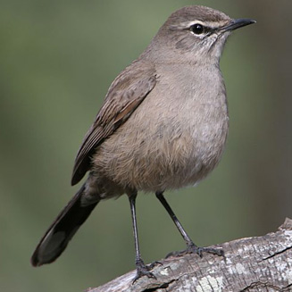 Cercotrichas coryphoeus (Karoo scrub-robin) 