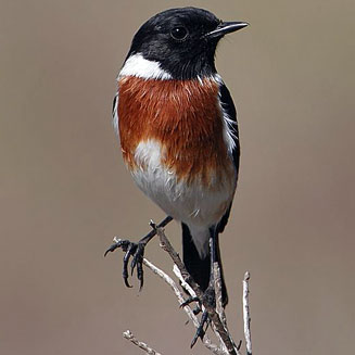 Saxicola torquatus (African stonechat) 