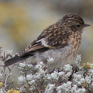Saxicola torquatus (African stonechat) 