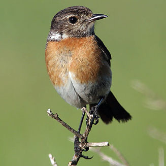 Saxicola torquatus (African stonechat) 