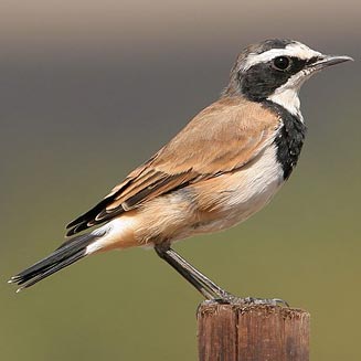Oenanthe pileata (Capped wheatear) 