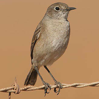 Cercomela sinuata (Sickle-winged chat) 