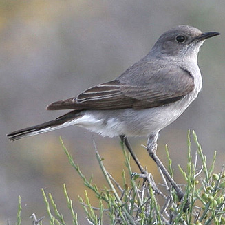 Cercomela schlegelii (Karoo chat) 