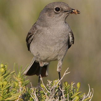 Cercomela schlegelii (Karoo chat) 