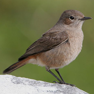 Cercomela familiaris (Familiar chat) 