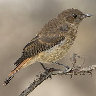 Cercomela familiaris (Familiar chat) 
