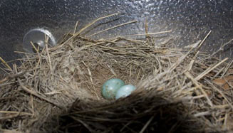 Cercomela familiaris (Familiar chat)