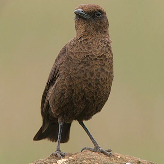 Myrmecocichla formicivora (Ant-eating chat) 