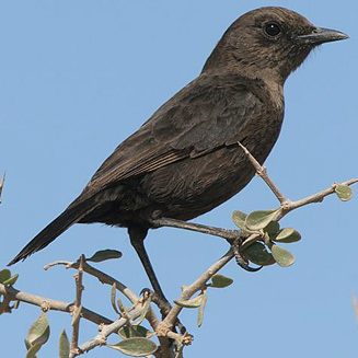 Myrmecocichla formicivora (Ant-eating chat) 