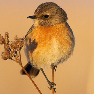 Saxicola torquatus (African stonechat) 