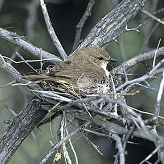 Bradornis mariquensis (Marico flycatcher) 