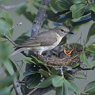 Bradornis pallidus (Pale flycatcher, Pallid flycatcher)
