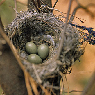 Sigelus silens (Fiscal flycatcher)
