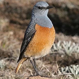 Monticola explorator (Sentinel rock-thrush)