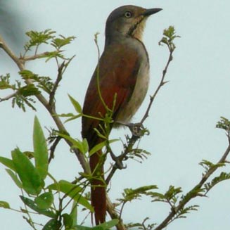 Cichladusa arquata (Collared palm-thrush)