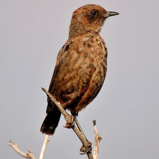 Myrmecocichla formicivora (Ant-eating chat) 