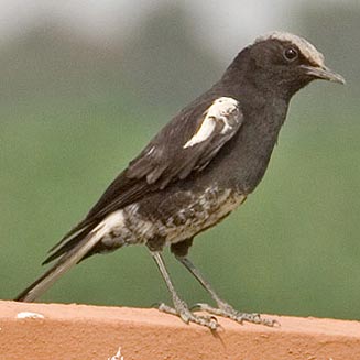 Oenanthe monticola (Mountain wheatear, Mountain chat) 