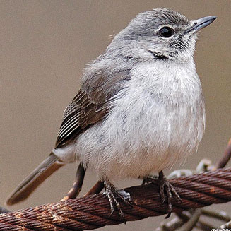 Myioparus plumbeus (Grey tit-flycatcher, Fan-tailed flycatcher) 