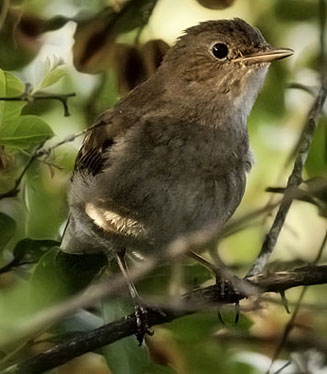 Luscinia luscinia (Thrush nightingale)