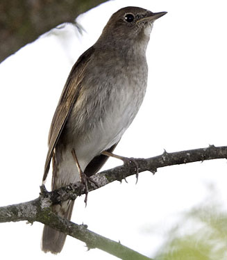Luscinia luscinia (Thrush nightingale)