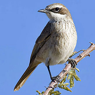Namibornis herero (Herero chat) 
