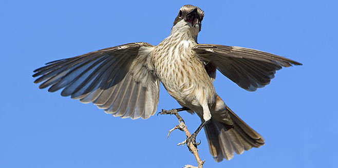 Namibornis herero (Herero chat) 