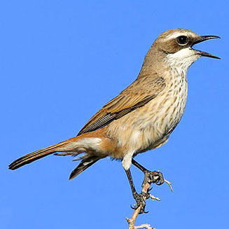 Namibornis herero (Herero chat) 