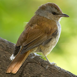 Cichladusa ruficauda (Rufous-tailed palm-thrush) 