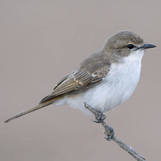 Bradornis mariquensis (Marico flycatcher)