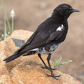 Oenanthe monticola (Mountain wheatear, Mountain chat) 