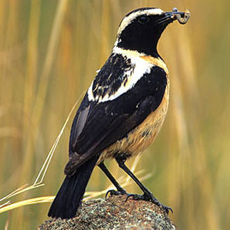 Oenanthe bifasciata (Buff-streaked chat) 