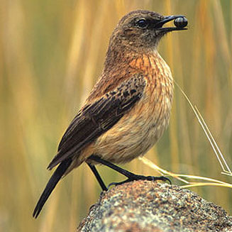 Oenanthe bifasciata (Buff-streaked chat) 